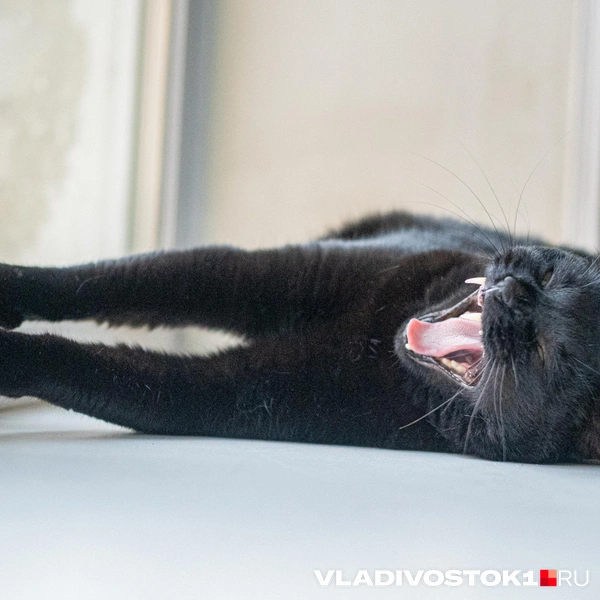 Источник: Елена Буйвол / VLADIVOSTOK1.RU