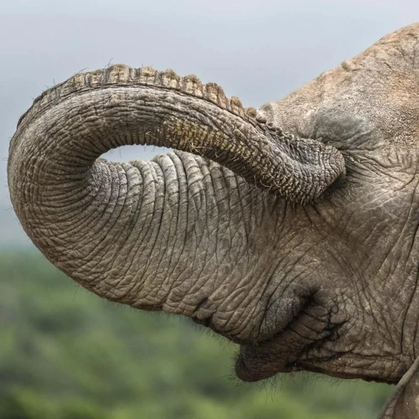 Источник: Клифф Фосетт / 2026 The Comedy Wildlife Photography Awards