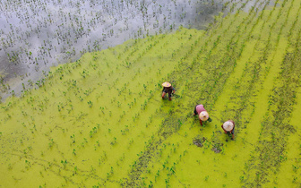 Фермеры из Цзянсу вышли на полевые работы
