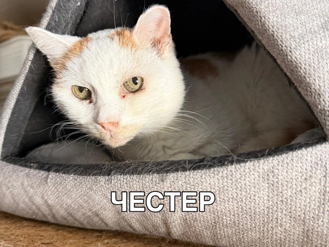 Честер ждет любящих хозяев уже 5 лет | Источник: Котокафе «Котофейня»&nbsp;— Ханты-Мансийск / Vk.com