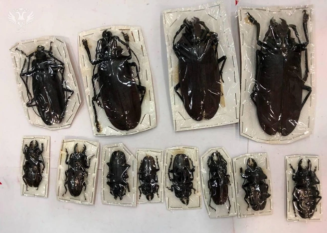 Гигантских жуков пытались привести на Ставрополье | Источник: Официальный канал ФТС России / Telegram