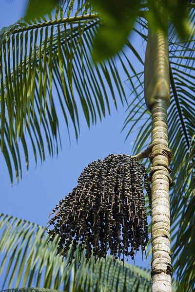 ягоды асаи | Источник: Getty Images