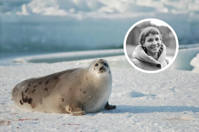Эколог: возрождение тюленьего промысла в Заполярье бессмысленно