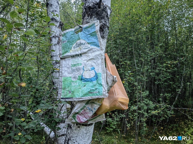 У ближайшей дороги растет березка, куда местные приносят отшельнику провизию | Источник: Кристина Мельникова / YA62.RU