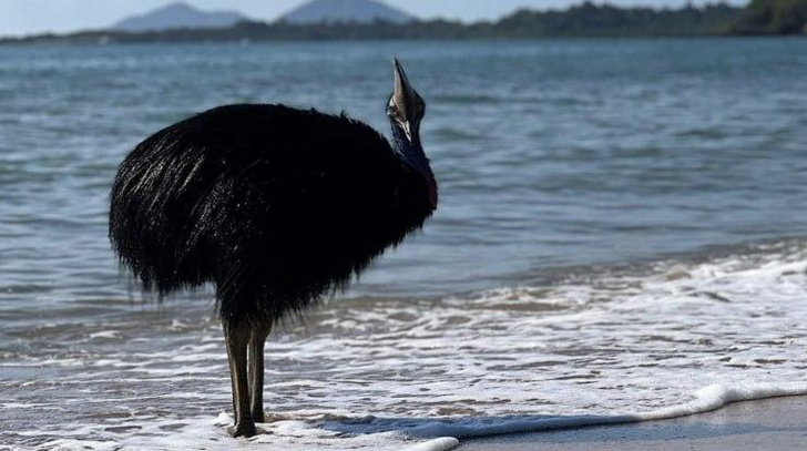 В Австралии заметили самую опасную птицу в мире. Она выходила из океана