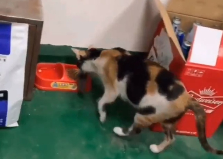 Видео с котом, который кормит мышь обедом, стало вирусным
