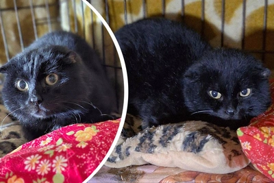 В Новосибирске ищут дом коту Швепсу, спасенному с кладбища