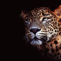 Аватарка Lonely Leonard