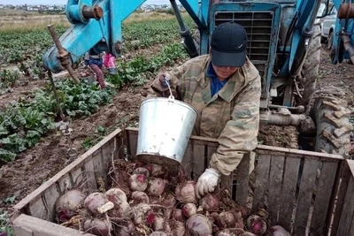 Аграрии Забайкалья собрали 734 тонны овощей