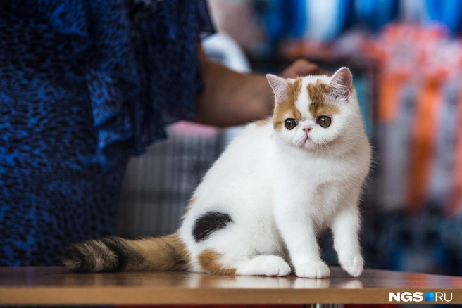 Котики разных пород могут быть дружелюбными  | Источник: Ольга Бурлакова / NGS.RU