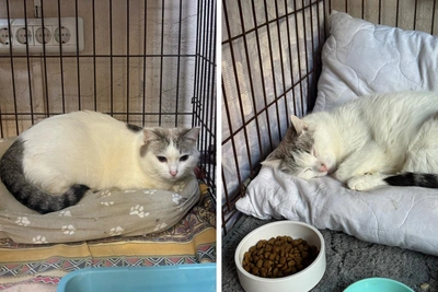 Кота Степку пристраивают после пожара