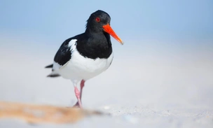 Пернатые короли пляжей: где и как живут птицы кулики-сороки