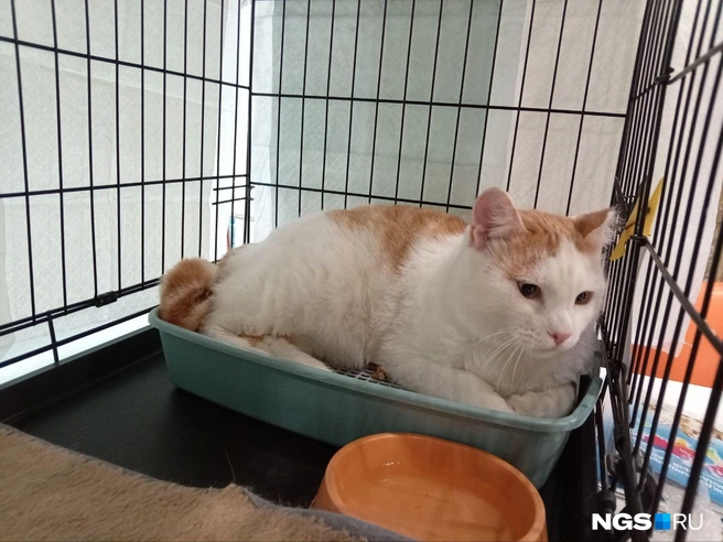 Красивый бело-рыжий котик на фото&nbsp;— Марсель | Источник: Рихарда Лем / NGS.RU