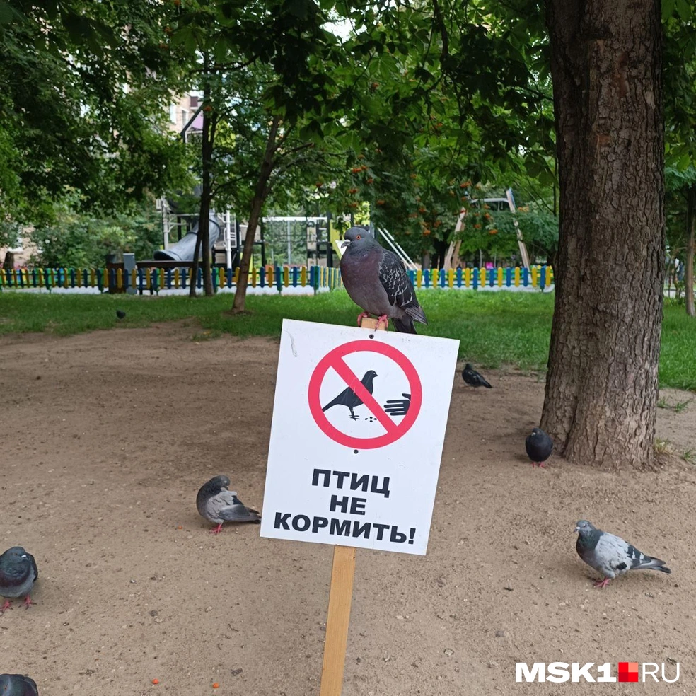 Летом было гораздо хуже | Источник: Анастасия Харитонова / MSK1.RU