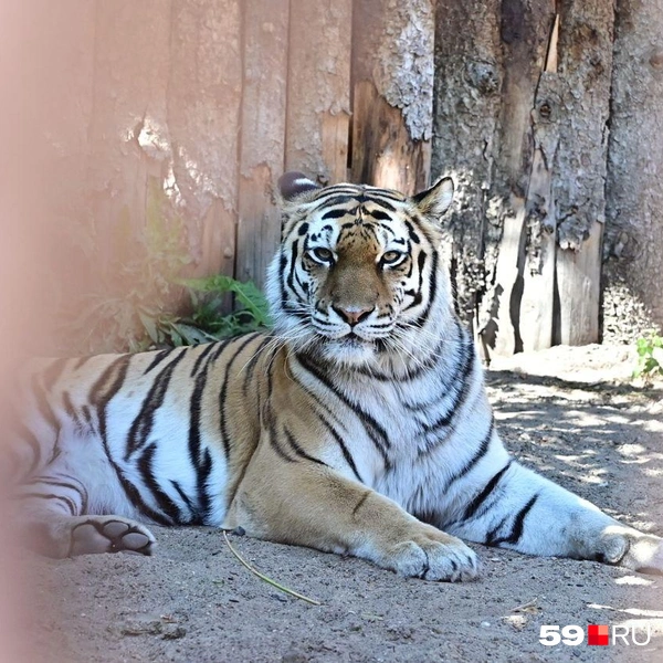 Тигр смотрит прямо на фотографа | Источник: Василина Любимова / 59.RU 