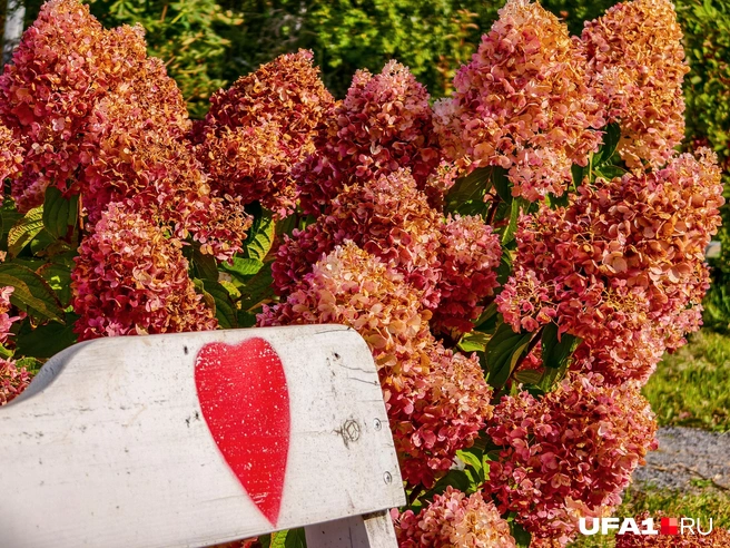 Сердечко на скамейке как бы намекает | Источник: Булат Салихов / UFA1.RU
