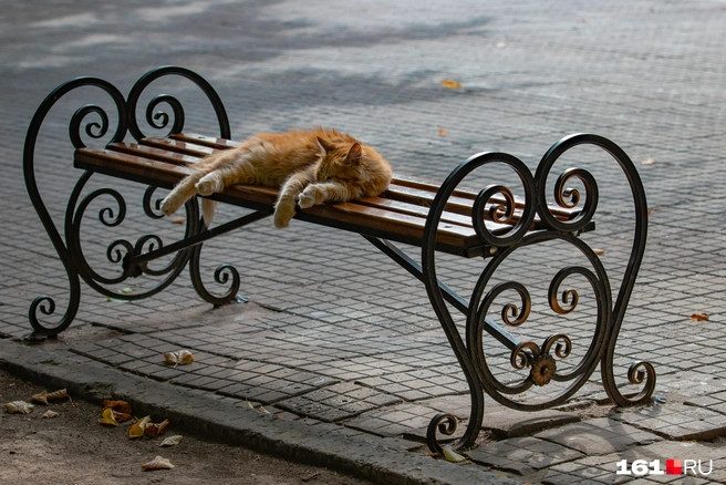 Дождей не предвидится  | Источник: Александр Подопригора / 161.RU