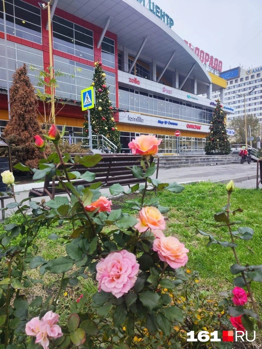 Елки и розы&nbsp;— приметы конца осени и начала зимы в Ростове | Источник: Марина Рыбалкина / 161.RU