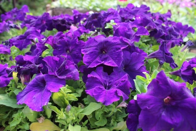 Рассада в январе: что сеять из овощей и цветов