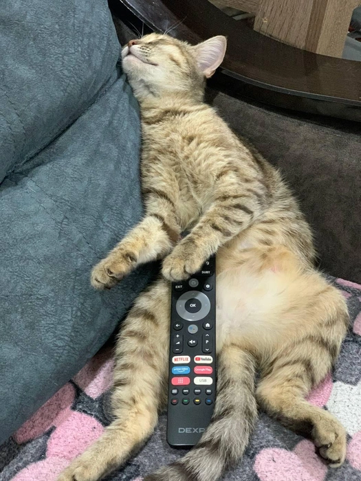 Не выключайте телевизор, я слушаю  | Источник: читатель 63.RU 