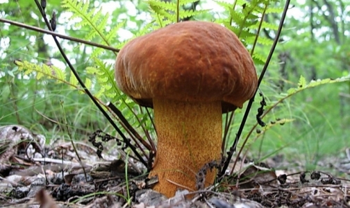 Фото №1 - Петербуржцы могут бесплатно проверить грибы и ягоды на радиоактивность