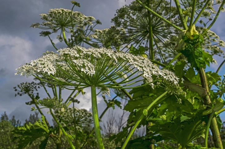 Цветение борщевика Сосновского | Источник: Shutterstock/Fotodom.ru