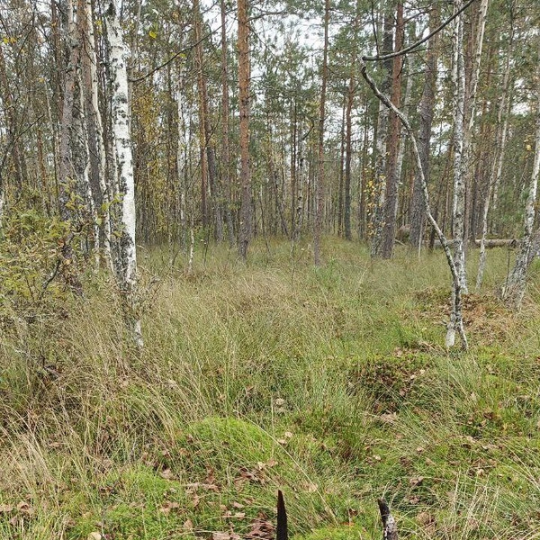 Источник: Каждой твари по паре / Телеграм