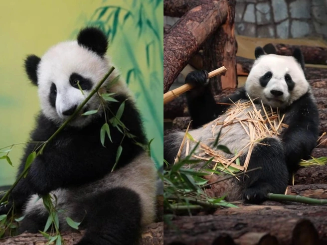 слева — март 2024 года, справа — ноябрь 2025 года | Источник: Светлана Акулова / Московский зоопарк