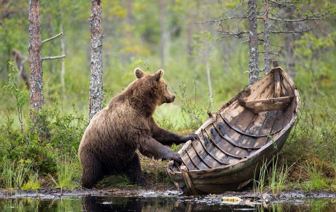 Источник: Ilkka Niskanen / European Wildlife Photographer of the Year