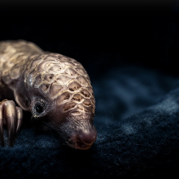 Детеныш панголина отдыхает в уютном гнездышке в зоозащитном центре в ЮАР | Источник: Lance van de Vyver / Wildlife Photographer of the Year 2025