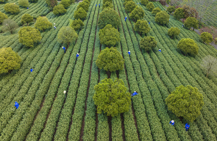 В Китае собирают урожай чайных листьев