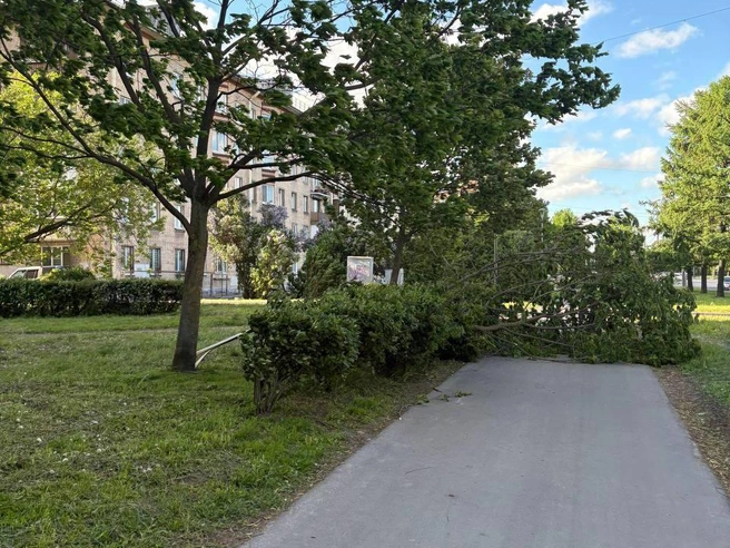 Упавшее дерево перегородило дорожку на Новоизмайловском проспекте | Источник: читатель «Фонтанки»
