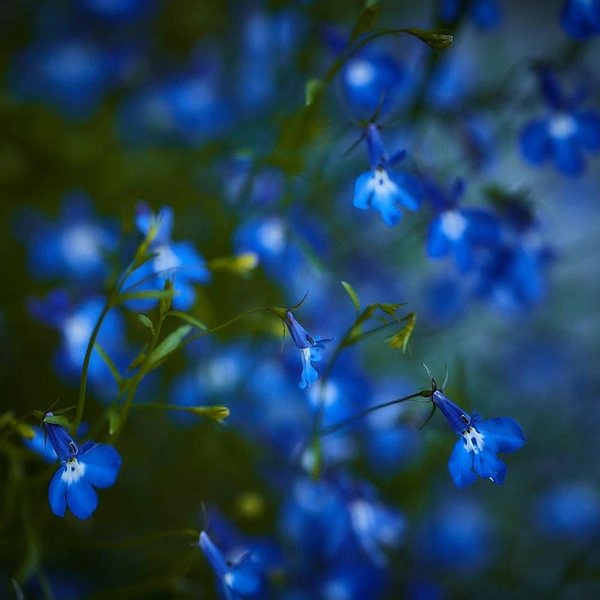 Источник: музей-заповедник «Петергоф»