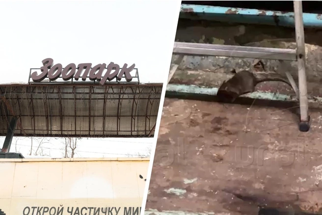 В соцсетях пишут, что крысы завелись в павильоне тропических птиц  | Источник: архив 59.RU, Ural Mash / Telegram