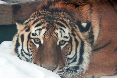 Зоопарк «Лимпопо» просит нижегородцев отказаться от салютов