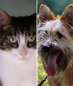 Котопёс недели: возьмите из приюта кота Графа или пса Винсента