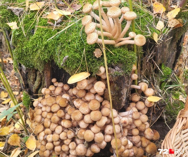 Опята растут семьями  | Источник: Ольга Николаева