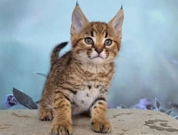 Котята есть как Ф2, так и Ф3 и Ф4 | Источник: предоставлено Инной