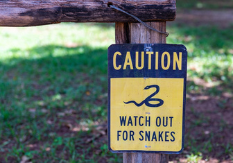 Смотрим в оба: 5 самых агрессивных ядовитых змей