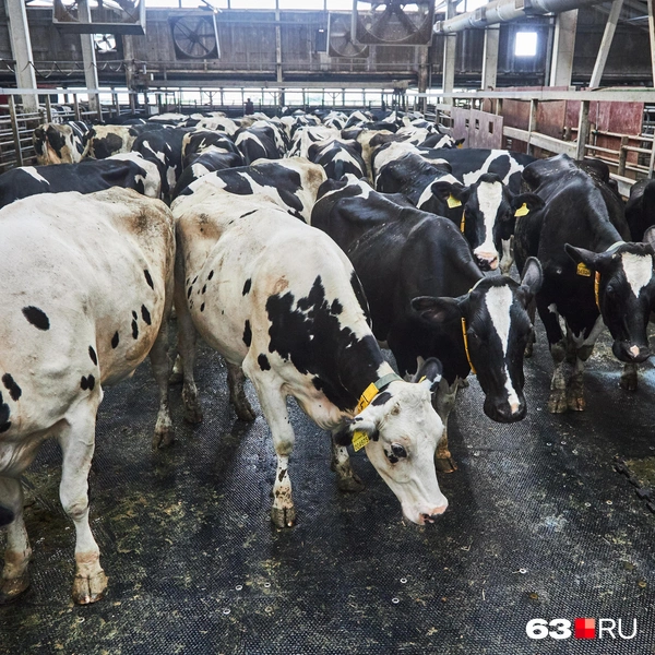 Источник: Роман Данилкин / 63.RU