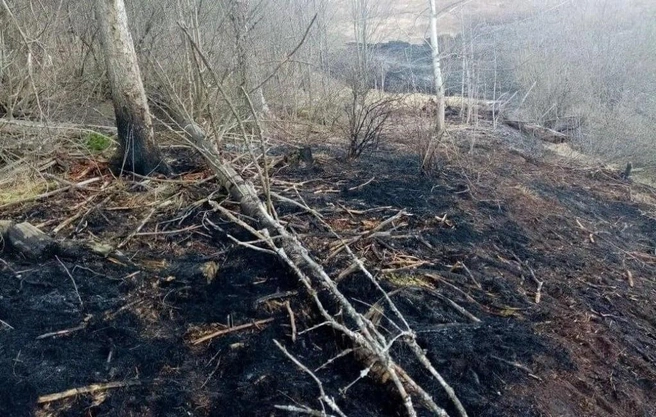 В лесах запретят разводить костры, жечь траву, мусорить и оставлять стеклянные бутылки | Источник:  ГБУ ПК «Гослесхоз»