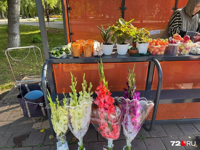 Марина Николаевна говорит, что луковицы гладиолусов сложно сохранить до посадки.—&nbsp;Их нужно обрезать, просушить и хранить в бумажной коробочке. Чтобы они не заболели, нужно пересыпать карбофосом,&nbsp;— дает совет пенсионерка | Источник: Анастасия Малышкина / 72.RU 