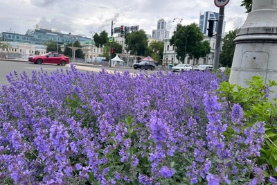 Не лаванда, а котовник: что цветет в центре Екатеринбурга
