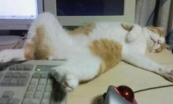 18 смешных котов, которые где упали, там и уснули