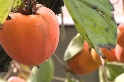 В Сочи собрали около 100 тонн фейхоа и хурмы