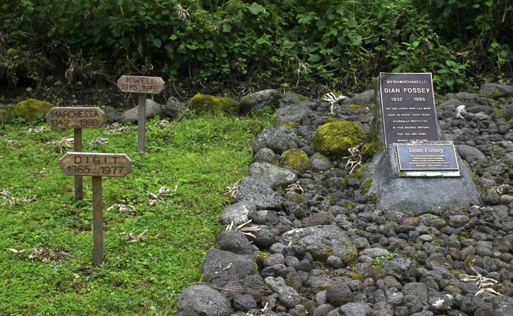 Фосси похоронили рядом с Диджитом и другими гориллами. Фото: Shotshop via Legion Media.