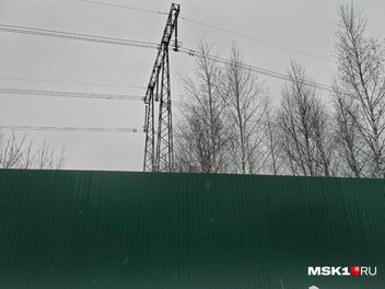 Посаженные Андреем Витальевичем деревья | Источник: Михаил Мечев / MSK1.RU