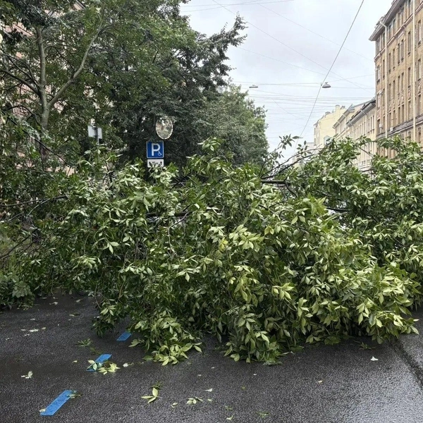 Источник: Комитет по благоустройству Петербурга