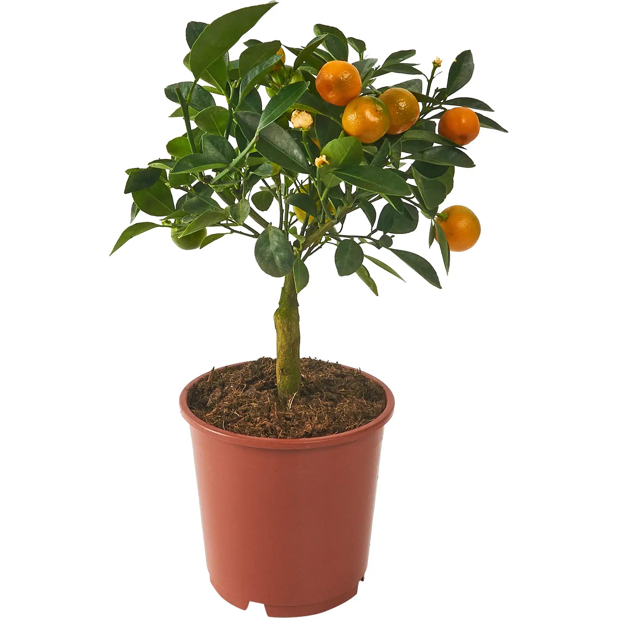 Выращиваем апельсиновое дерево | Pavlovolimon