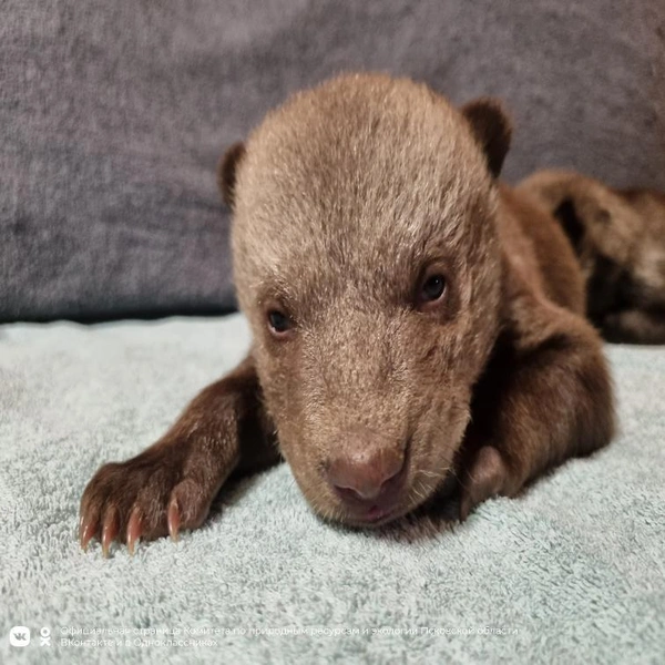 Источник: Комитет по природным ресурсам и экологии Псковской области